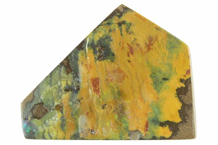 Colorful Polished Boulder Opal Specimen - Queensland, Australia #381769